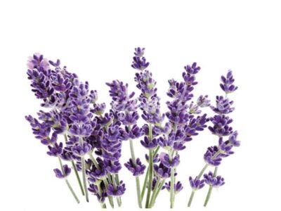 Ätherisches Öl Lavendel