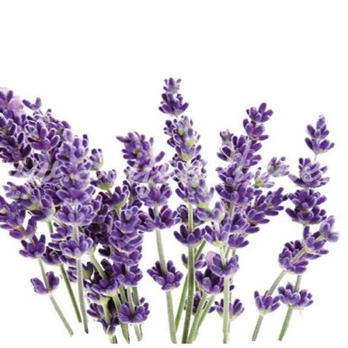 Ätherisches Öl Lavendel